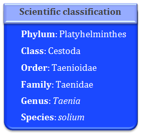 Taenia solium, entire animal, strobila, proglottids, neck